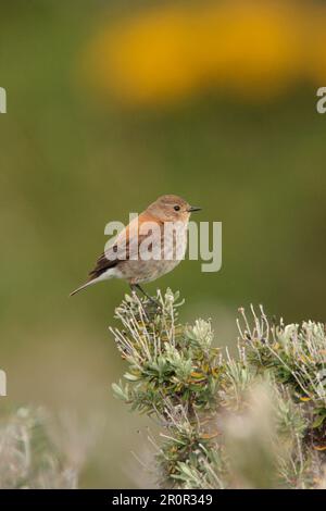 Austral Negrito (Lessonia rufa) femmina adulta, arroccata sul bush, canale di Beagle, Tierra del Fuego, Argentina Foto Stock