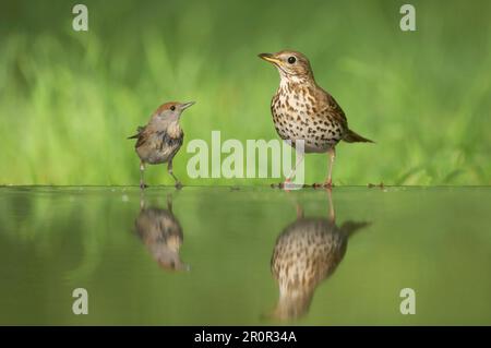 Blackcap, blackcaps (Sylvia atricapilla), songbirds, animali, uccelli, Blackcap adulta femminile, minacciosa canzone Thrush (Turdus philomelos) Foto Stock