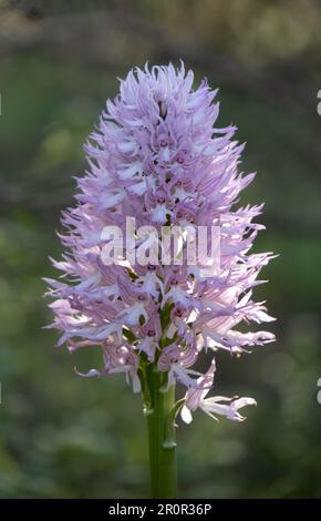 Orquídea silvestre en el campo, Orchis italica, la flor de los hombrecitos, Almaraz, Cáceres, España Foto Stock
