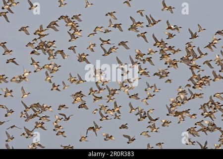 Wigeon eurasiatico (Anas penelope), teal eurasiatico (Anas crecca) e pala settentrionale (Anas clypeata), gregge misto, in volo, Norfolk Foto Stock