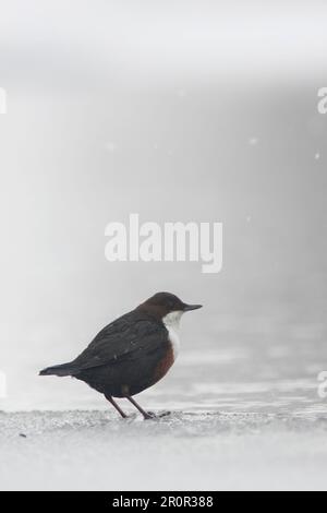 Dipper a gola bianca (Cincluss cincluss gularis), adulto, in piedi sul ghiaccio di un flusso congelato, Deeside, Cairngorms N. P. Highlands, Scozia, United Foto Stock