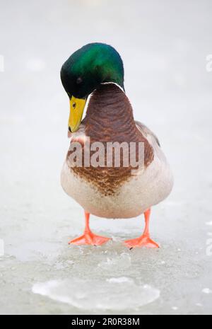 Mallards (Anas platyrhynchos), adulto maschio, preening, in piedi su stagno congelato in parco cittadino, Gosport, Hampshire, Inghilterra, inverno Foto Stock