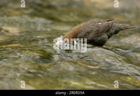 Penetratore bianco-breasted (Cincluss cincluss) adulto, nutrimento in ruscello, testa sott'acqua, Peak District, Derbyshire, Inghilterra, Gran Bretagna Foto Stock