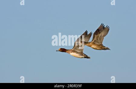 Coppia di adulti Eurasian Wigeon (Anas penelope), in volo, Inghilterra, Regno Unito Foto Stock