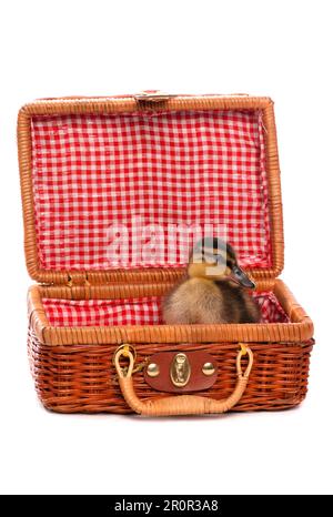 Mallard, mallards, anatre, uccelli dell'oca, animali, Uccelli, Mallard Duck (Anas platyrhynchos) ducking, seduto nel cestino da picnic Foto Stock