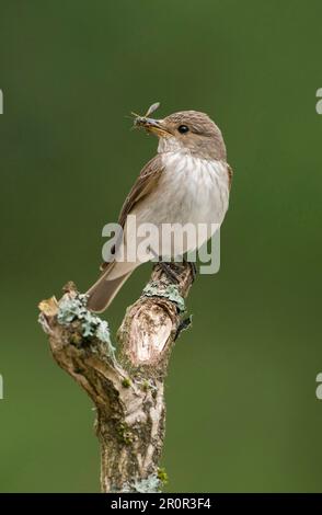 Spotted flycatcher (Muscicapa striata) adulto, con vespa in becco, seduto su un ramo, Inghilterra, Regno Unito Foto Stock