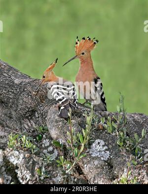 Hoopoe (Upupa epops), coppia adulta, uno con insetto nel suo becco, seduto su un ramo di ulivo, Estremadura, Spagna Foto Stock