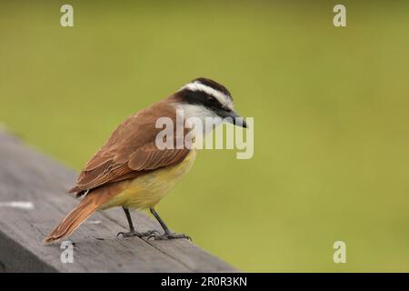 Grande grande kiskadee (Pitangus sulfuratus) adulto, seduto su una ringhiera di legno, Vicente Lopez, Provincia di Buenos Aires, Argentina Foto Stock