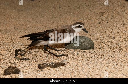 Petrelli di tempesta di fronte bianco (Pelagodroma marina), petrelli di tempesta di Frigate, petrelli di tempesta di fronte bianco, naso di tubo, animali, Uccelli, Storm-Petrel bianco-faccia Foto Stock