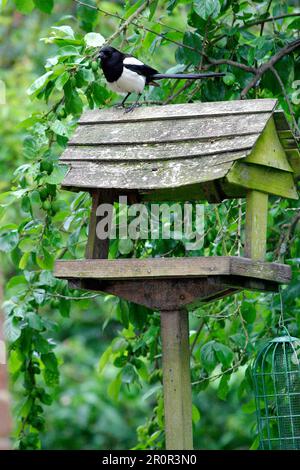 Comune europeo magpie (Pica pica), adulto, seduto su un tavolo da uccelli nel giardino, Inghilterra, Gran Bretagna Foto Stock