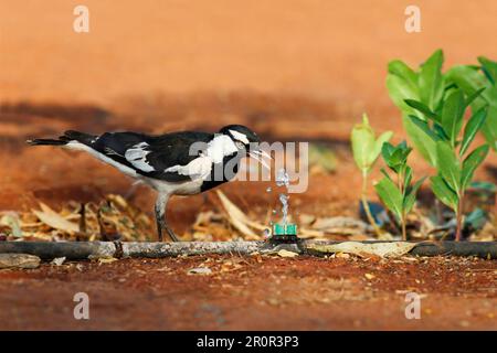 Larice australiano (Grallina cyanoleuca), maschio adulto, bevente da una manichetta che perde, territorio del Nord, Australia Foto Stock