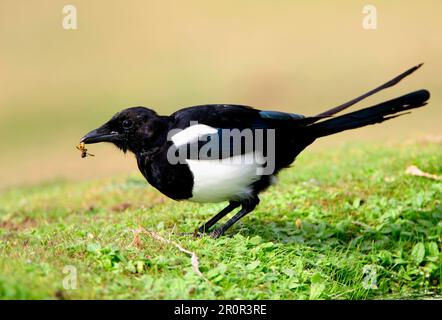 Magpie, magpie europee (Pica pica), corvids, songbirds, animali, uccelli, Magne comune immaturo, nutrirsi di vespa, Norfolk, Inghilterra, Regno Unito Foto Stock