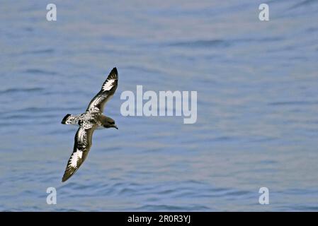 Pintado o Capo Petrel (Daption Capense) Sud Foto Stock