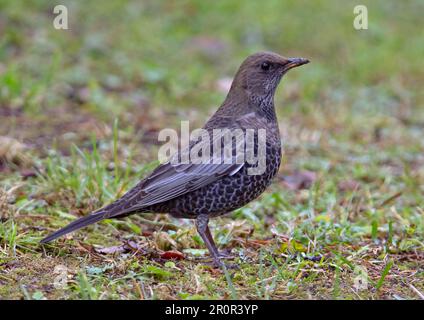 Ring ouzel (Turdus torquatus) maschio immaturo, primo piumaggio autunnale, in piedi sul terreno, Finlandia Foto Stock