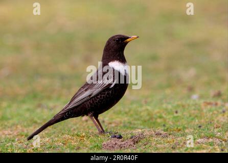 Ring ouzel (Turdus torquatus), uomo adulto, in piedi su erba corta, Norfolk, Inghilterra, Regno Unito Foto Stock