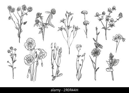 Set di illustrazioni vettoriali isolati di fiori selvatici disegnati a mano Illustrazione Vettoriale
