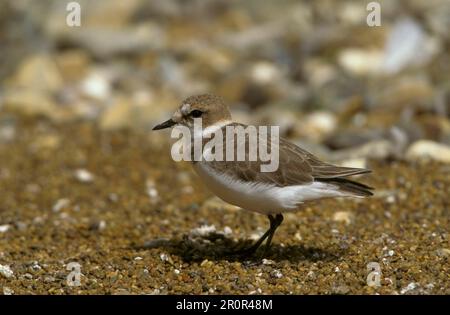 Falco di Kentish (Charadrius alexandrinus), Animali, Uccelli, Pappagallo di Kentish femmina Foto Stock