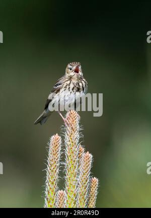 Albero pipelit (Anthus trivialis) adulto, canto, set su conifere, Breckland, Norfolk, Inghilterra, Regno Unito Foto Stock