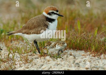 Kentish Plover (Charadrius alexandrinus) maschio adulto con pulcino, Lesvos, Grecia Foto Stock