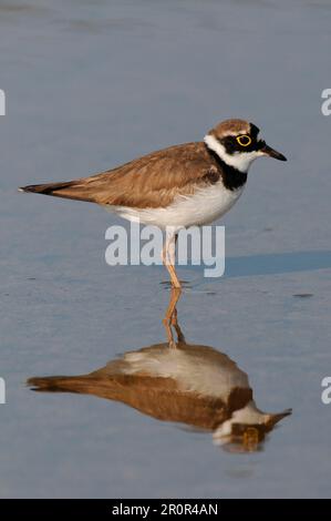 Little ringed Plover (Charadrius dubius) adulto, in piedi con riflesso in acqua, Lesvos, Grecia Foto Stock