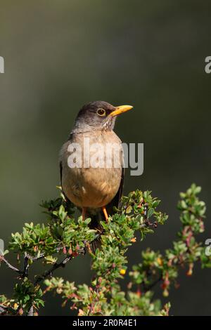 Turdus Falklandii magellanicus, Magellan Thrush, songbirds, animali, uccelli, Austral Thrush (Turdus falcklandii magellanicus) adulto, arroccato nel cespuglio Foto Stock