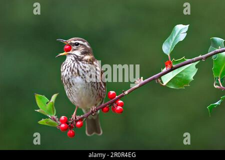 Alata rossa (Ilex redwing (Turdus iliacus) adulto, nutrirsi di bacche agrifoglio, Leicestershire, Inghilterra, Regno Unito Foto Stock