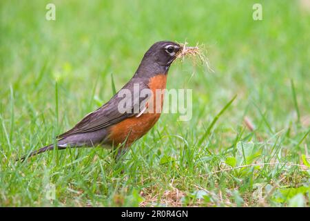 Robin americano (Turdus migratorius), femmina adulta, raccolta erba per utricularia ocroleuca (U.) (U.) S. A Foto Stock