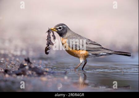 Robin americano (Turdus migratorius), femmina adulta, raccolta di materiale di nidificazione, in piedi in acqua bassa, utricularia ocroleuca (U.) (U.) Foto Stock