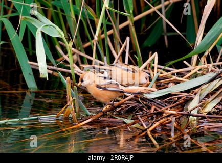 Anatroccolo (Panurus biarmicus) due giovani che si muovono intorno ad un vecchio nido di folaga comune (Fulica atra), Norfolk, Inghilterra, Regno Unito Foto Stock