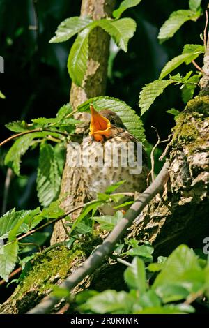 Canzone Thrush (Turdus philomelos) Giovanile chiede cibo con un volto che sbadigna Foto Stock