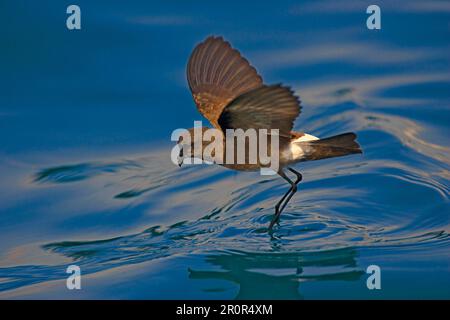 Elliot's Storm Petrel, Elliot's Storm Petrel, Elliot's Storm Petrels, tube-nosed, animali, Uccelli, Elliot Storm Petrel, Oceanites gracilis, a piedi Foto Stock