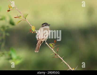 Incoronato Flycatcher (Griseotyrannus aurantioatrocristate) adulto, seduto su un ramo, Colonia Carlos Pellegrini, Corrientes, Argentina Foto Stock