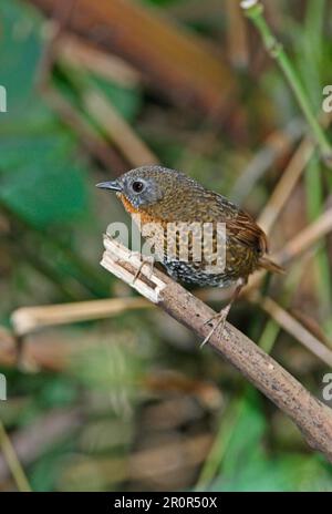 Wren-babbler con la gola di Rufous, Wren-babbler con la gola di Rufous, Wren-babbler con la gola di Rufous, Wren-babbler con la gola di Rufous, songbirds, animali, uccelli Foto Stock