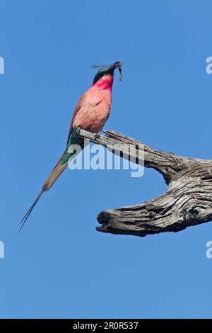 Mangiatori di api di carminio meridionale (Merops nubicoides), mangiatori di api di carminio, con insetto vicino a Kwara Botswana, mangiatori di api, animali, uccelli Foto Stock