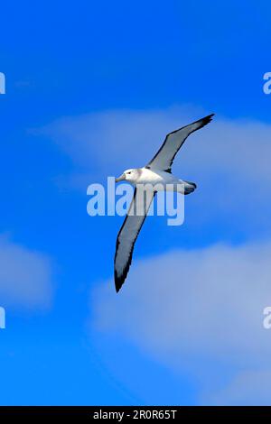 Albatross timido (Thalassarche cauta), Capo di buona speranza, Sud Africa Foto Stock