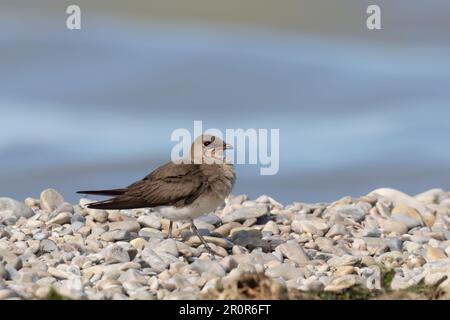 Il pratincolo con colletto (Glareola pratincola) o il pratincolo comune o con alette rosse. Waders o uccelli da spiaggia. Foto Stock