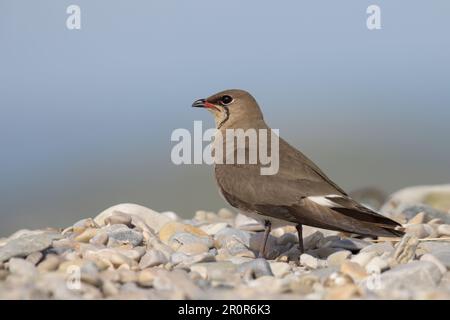 Il pratincolo con colletto (Glareola pratincola) o il pratincolo comune o con alette rosse. Waders o uccelli da spiaggia. Foto Stock