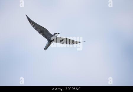 Terna nera (Chlidonias niger), volo, Seddinsee, Brandeburgo, Germania Foto Stock