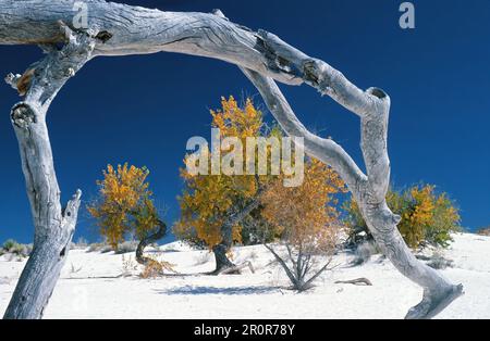 Autunno cottonwoods incorniciato da ramo di albero Foto Stock