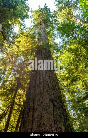 L'albero più alto di Douglas (Pseudotsuga menziesii) in Cathedral Grove, Macmillan Provincial Park, Vancouver Island, Canada. Foto Stock