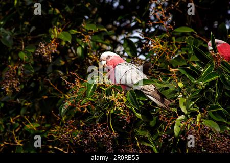 Sydney, nuovo Galles del Sud, Australia. 8th maggio, 2023. Galahs Australiani (Eolophus roseicapilla) mangiare frutta da un albero a Sydney, nuovo Galles del Sud, Australia. La galà, conosciuta anche come il cocatoo rosa e grigio o il cocatoo color rosa, è l'unica specie del genere Eolophus della famiglia dei cocatoo. Le galà sono uno degli uccelli preferiti dell'Australia. è tra i più comuni dei cockatoos. I galà possono essere facilmente identificati dal loro caratteristico piumaggio rosa e grigio. I galà possono viaggiare e sfondare in greggi di 1000 uccelli. Le coppie di Galah condividono i doveri di nidificazione e parenting dei loro giovani. Bambino Foto Stock