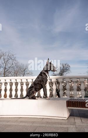 Il giovane nero Great Dane posa in città Foto Stock