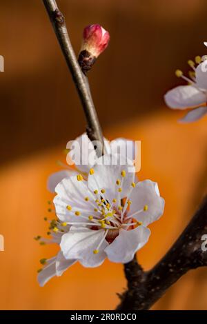 Una fuga esterna in acciaio galvanizzato fuoco a spirale in un hotel in Danimarca fioritura primaverile iniziale dal Prunus Aremeniaca albero o Apricot Moorpack Foto Stock