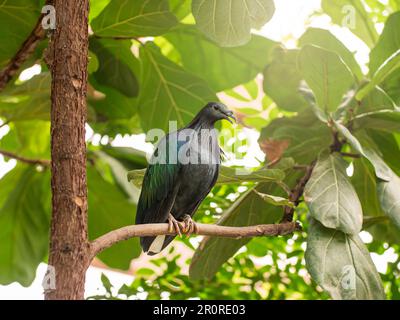 Ritratto integrale di Nicobar piccione o Caloenas nicobarica. Piccione colorato grigio-bluastro con piume del collo superiore è appollaiato sul ramo dell'albero. Foto Stock