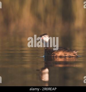 Verde tufted bianco (Rollandia rolland), nuoto nella laguna di Pampas, provincia di la Pampa, Patagonia, Argentina. Foto Stock