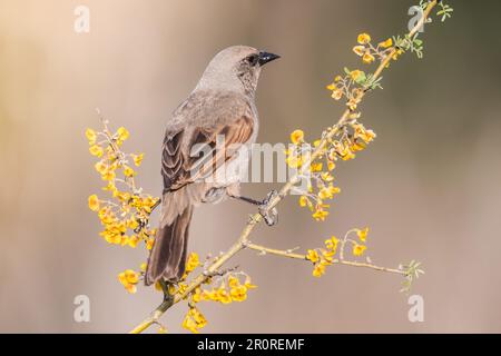 Uccello alato della baia, provincia di la Pampa, Patagonia, Argentina. Foto Stock