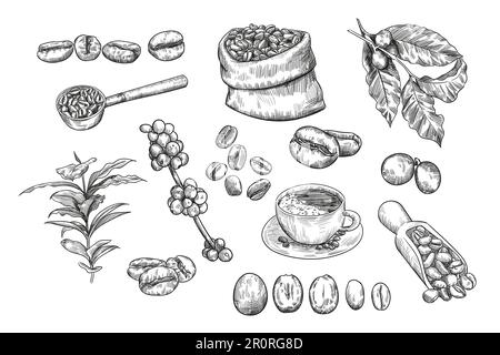 Set di illustrazioni dello schizzo dei chicchi di caffè Illustrazione Vettoriale