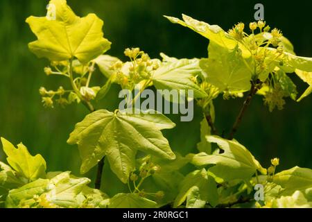 Field Maple, Acer campestre, Field Maple Leaf, Flower Foto Stock