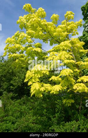 Acer platanoides Tree, Norway Maple Tree, Acer platanoides "Princeton Gold" Foto Stock