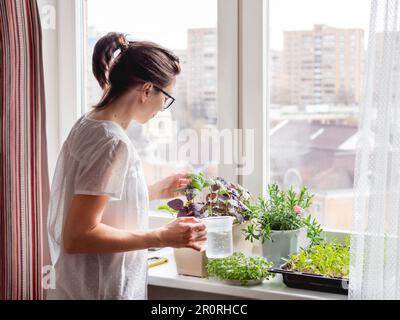 Donna sta annaffiare piante e microgreens sul windowsill. Coltivazione di basilico organico commestibile, rucola, microgredo di cavolo per una sana alimentazione. Foto Stock